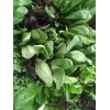 salade mix