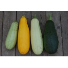 courgettes_mlange