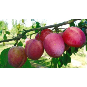 prune rouge style altesse